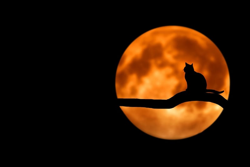 Lunar Phases
